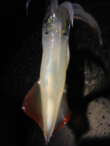 型が大きくなってきた